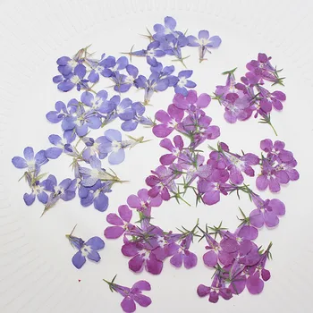 1000 шт., образцы сухих цветов Лобелии для поделок ручной работы